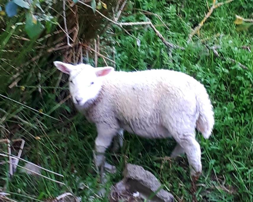Rhos Y Bel Cottage Angelsey Llangadwaladr  ภายนอก รูปภาพ
